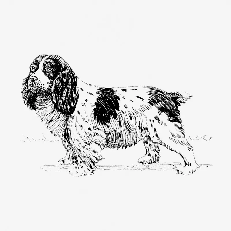 Vintage spaniel dog, animal illustration